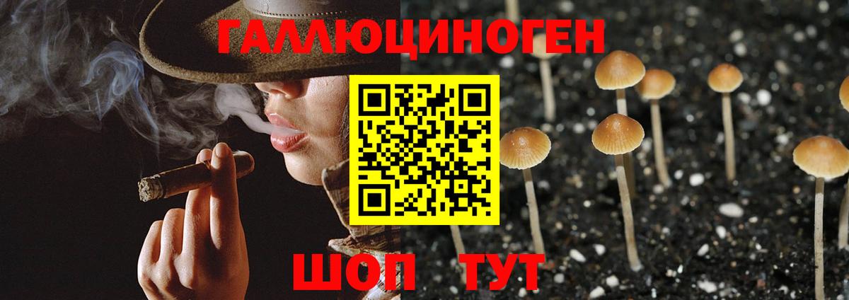 Артём  Псилоцибиновые грибы Cubensis  Вход с VPN 